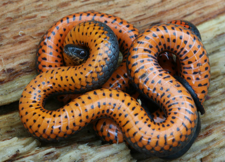 Pacific Ringneck Snake
